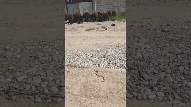 1-2 туган КОЗЫЛЫ КОЙЛАР ГИССАРСКИЙ ПОРОДА Адрес:Шымкент ☎️ 87007188297