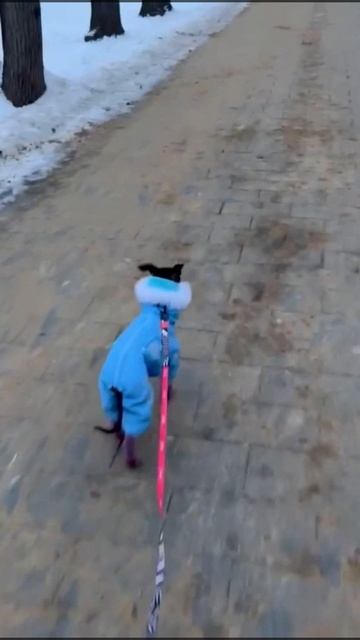 Питомник левреток. Левреточка в Москве. Смелая и любопытная Верина, самая счастливая собака❤️ смотреть онлайн