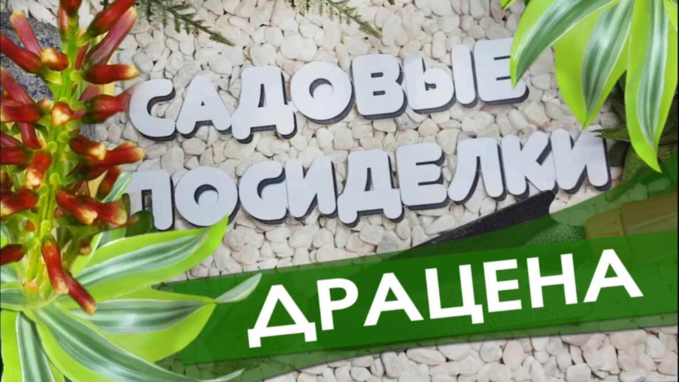 Драцена - секреты ухода и выращивания в домашних условиях. Проверенный способ черенкования.