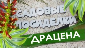 Драцена - секреты ухода и выращивания в домашних условиях. Проверенный способ черенкования.