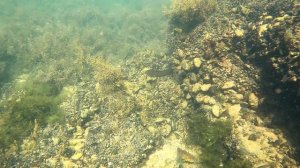 ПОДВОДНЫЙ МИР АЗОВСКОГО МОРЯ / СОБИРАЮ И КОПЛЮ МЕТАЛЛ / ЦЕНА НЕ  РАДУЕТ