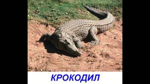 Животные для детей. Карточки Домана "Дикие животные"
