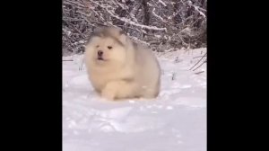 Cute Dogs Videos Compilation | Funnyand Cute Pomeranian 2021 |Померанский шпиц.