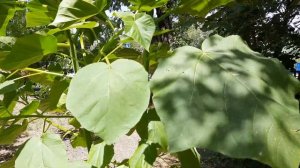 ПАСЕКА. ЭВОДИЯ "ДАНИЭЛЯ" МЕДОВОЕ ДЕРЕВО. ПАВЛОВНИЯ. 03.07.2024 г..