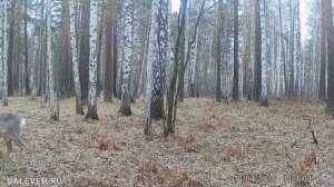 Фотоловушка. Косули пасутся