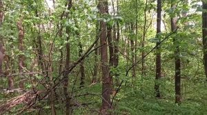 нагонка #3. перевидел лису, но гоняли не её