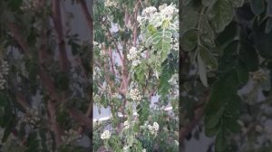 Заморозки после тридцатиградусной жары в апреле.