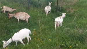 ТИМПАНИЯ РУБЦА! Вздутие желудка у коз