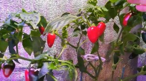 перец Фьюджи 29.01.2022