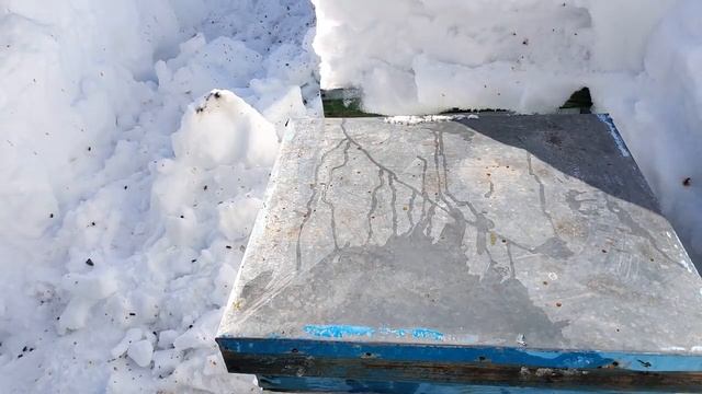 Зимовка пчёл под снегом смотреть онлайн