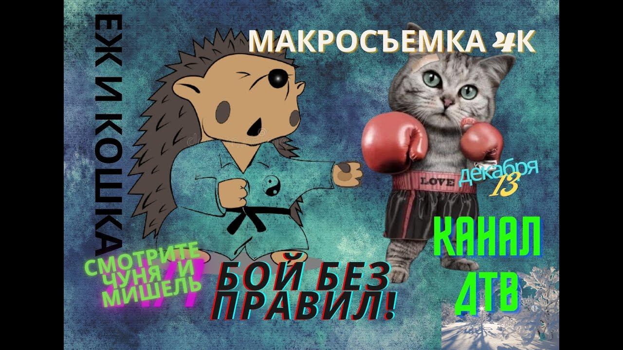 МАКРОСЪЕМКА 4К / Еж ЧУНЯ и Кошка МИШЕЛЬ / РАЗБОРКИ ЕЖА И КОШКИ смотреть онлайн