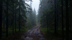 Звуки природы - Дождь в лесу (Часть 3)