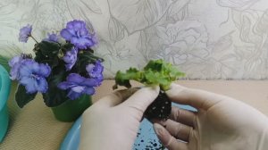 КАК правильно САЖАТЬ детку ФИАЛКИ!