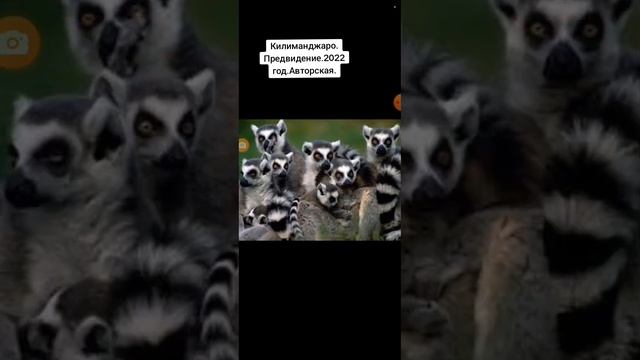 Килиманджаро.Предвидение.2022 год.Авторская. смотреть онлайн