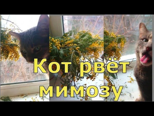 Кот жёстко рвёт мимозу! #Shorts