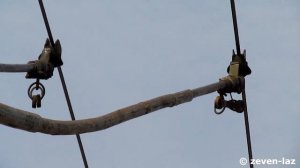 Черкасский троллейбус- ЗиУ-682В №300, штанги 26.03.2014