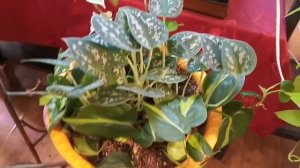 Растения зимой