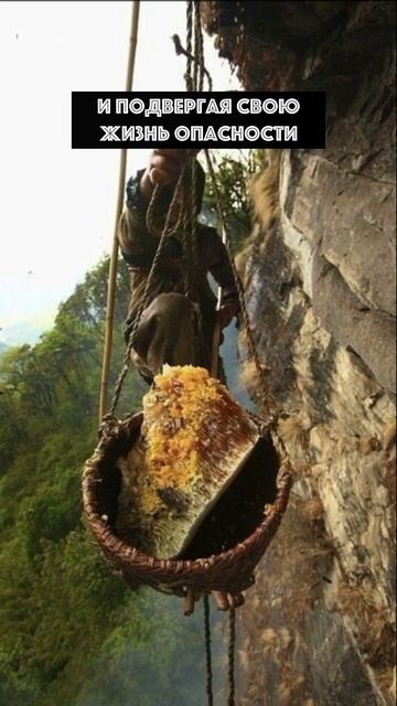 Так добывают ОДИН ИЗ САМЫХ ДОРОГИХ СОРТОВ МЕДА в МИРЕ #shorts смотреть онлайн