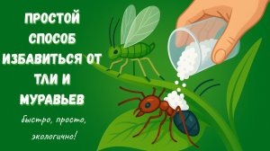 🌸 Рабочий способ против тли и муравьев – быстро, просто, экологично!