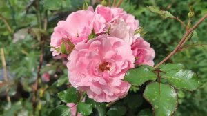 Лето - ( Премьера песни, 2025)