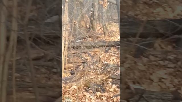 Осенью на Лысой горе. Андрей Демидов. Прогулки по Самаре. смотреть онлайн