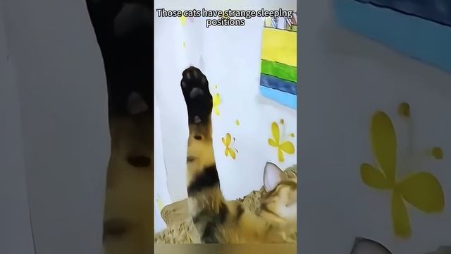 Позы для сна😴 
Кошачья версия🐱