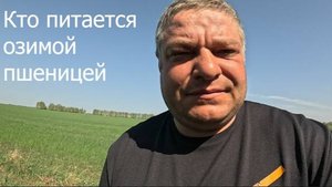 Пшеница в опасности.Кто вредитель???