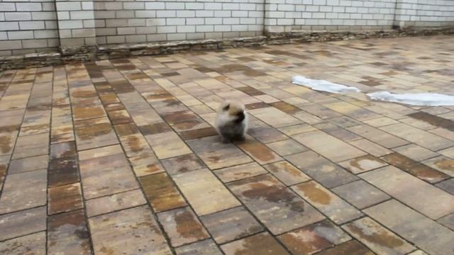 Сабрина смотреть онлайн