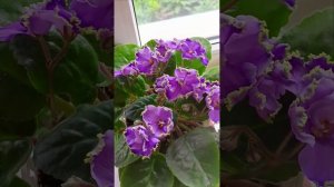 Фиалки сорта ЛЕ-Лёгкая Грусть!
