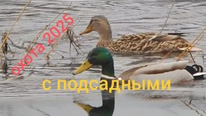 охота, как погода этой весной 2025