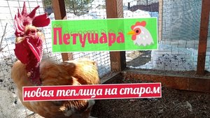 жизнь в Сибири/вот это петух/новая теплица на старом