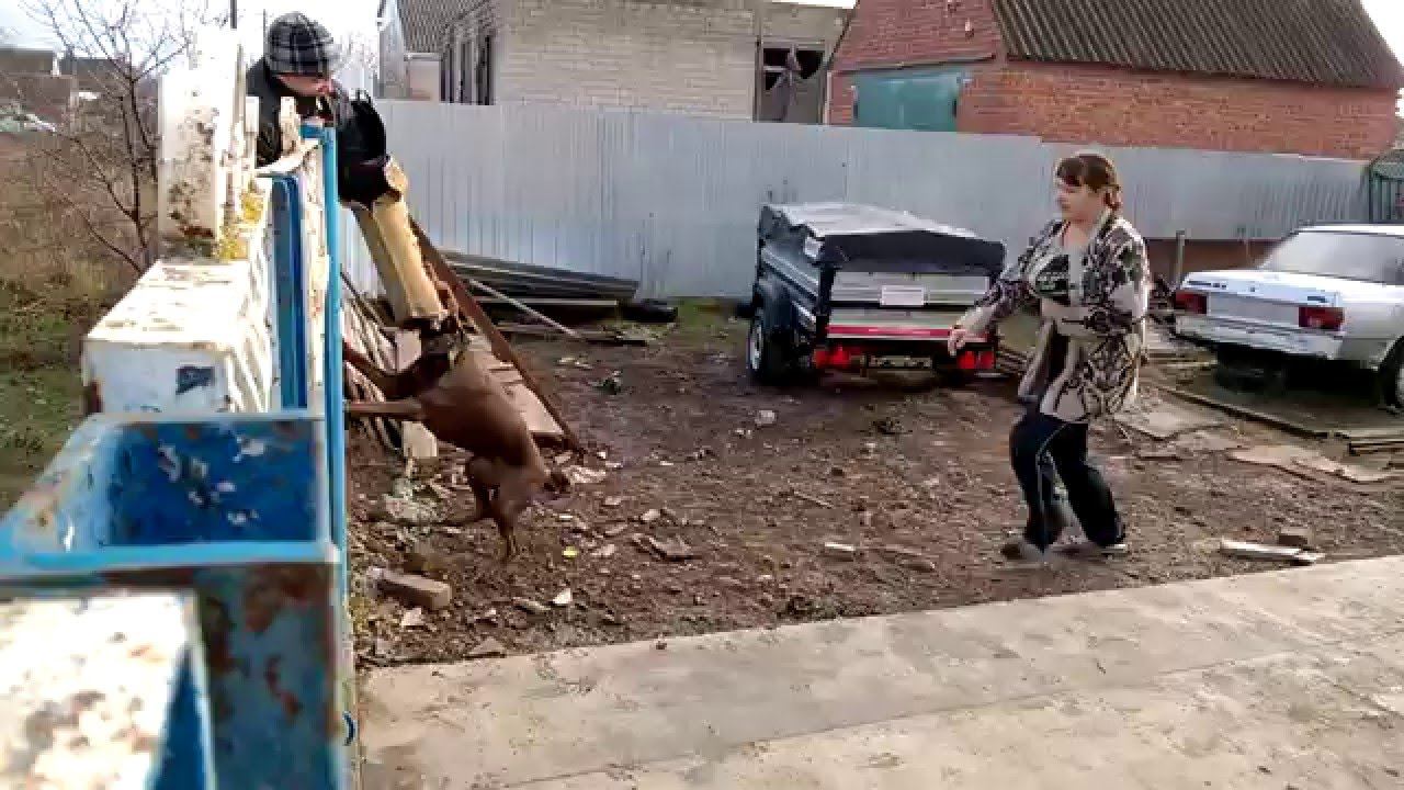 Доберманы. Жестокая охрана двора. Защита хозяинаDobermans. Fierce protection of the court.