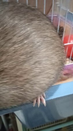 Беременная домашняя 🐁🐁🐁 крыса, как шарик 🐀🐀🐀