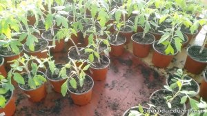 27 апреля. Подмосковье. Показываю рассаду после ночного заморозка