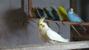 Разведение карелл.