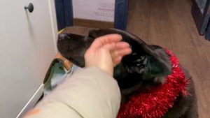 После собачьего корпоратива