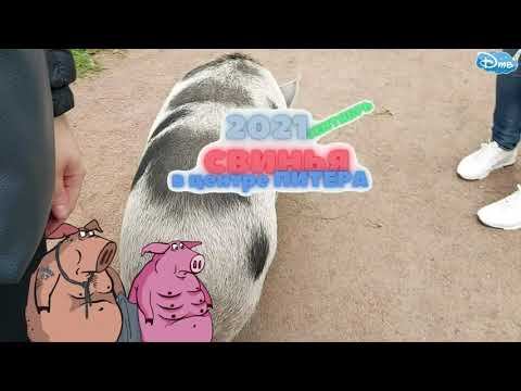 СВИНЬЯ в центре Питера | ШОК !!! | СЕНСАЦИЯ PIG 2021 смотреть онлайн