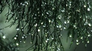 Звуки природы - Дождь в лесу и птицы (Часть 4)