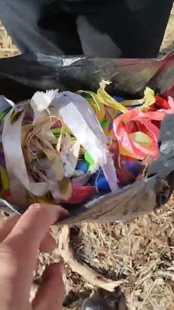 Ленты на березах в Петропавловске-Камчатском ЗАПРЕЩЕНЫ законом. Экология.Камчатка.