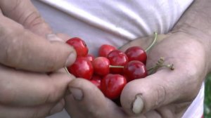 Урожай невиданный