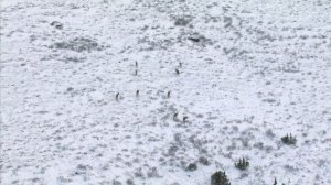 Замерзшая планета (Frozen.Planet). Эпизод 4. Осень.