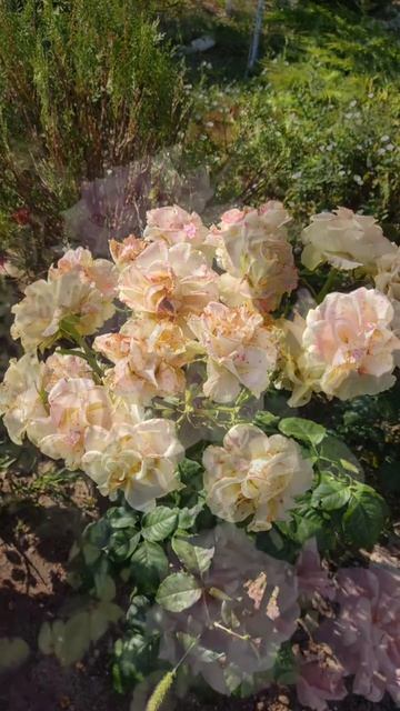 Цветы в моем саду ч.1 #цветы #розы #сад смотреть онлайн