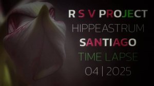 Hippeastrum Santiago Time Lapse | 04/2025