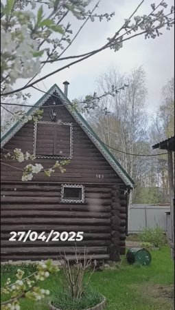 Снегопад и цветущая вишня 🍒
