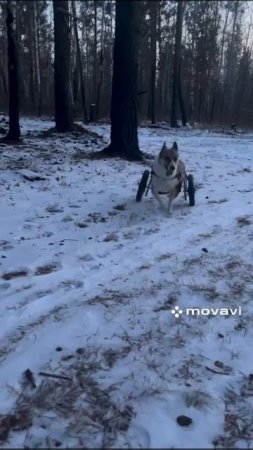 Лесные прогулки