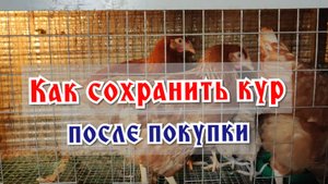 Как сохранить всех кур здоровыми после покупки?