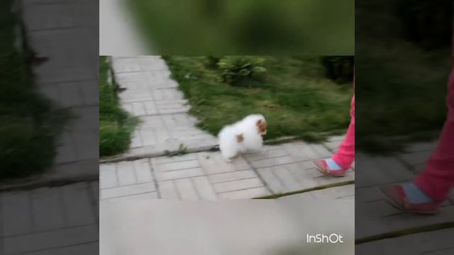 Мини шпиц