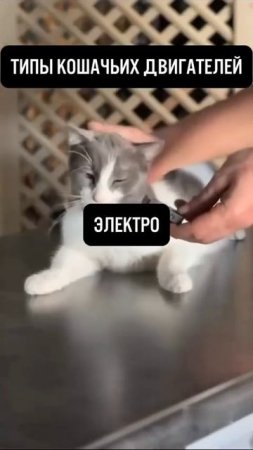 как мурчат кошачьи движки