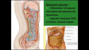 Образования брюшины. Связки. Брыжейки. Сальники
