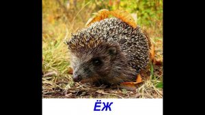 Лесные животные для детей. Карточки Домана